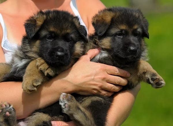 Schäfervalper, Normalpelset