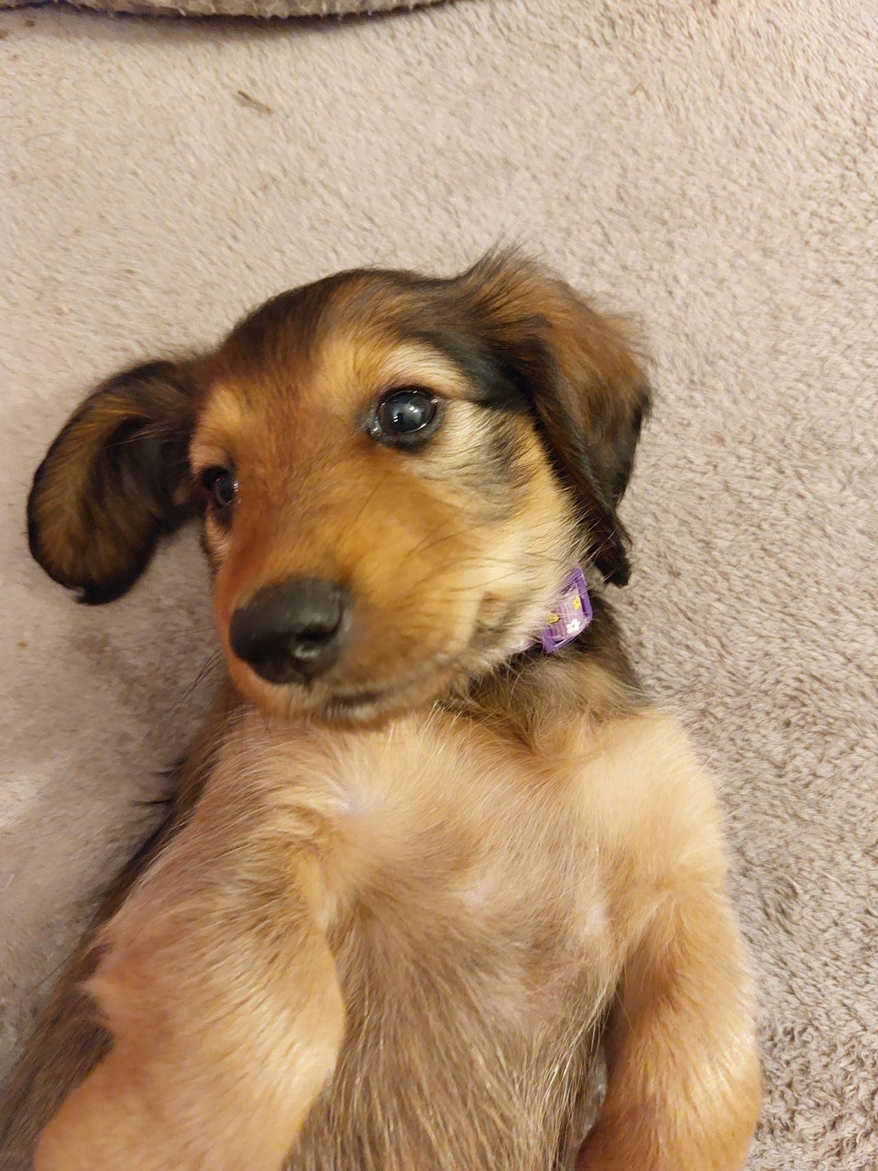 Jeg  Rabea en standard  dachsdame und søker nye matgiver