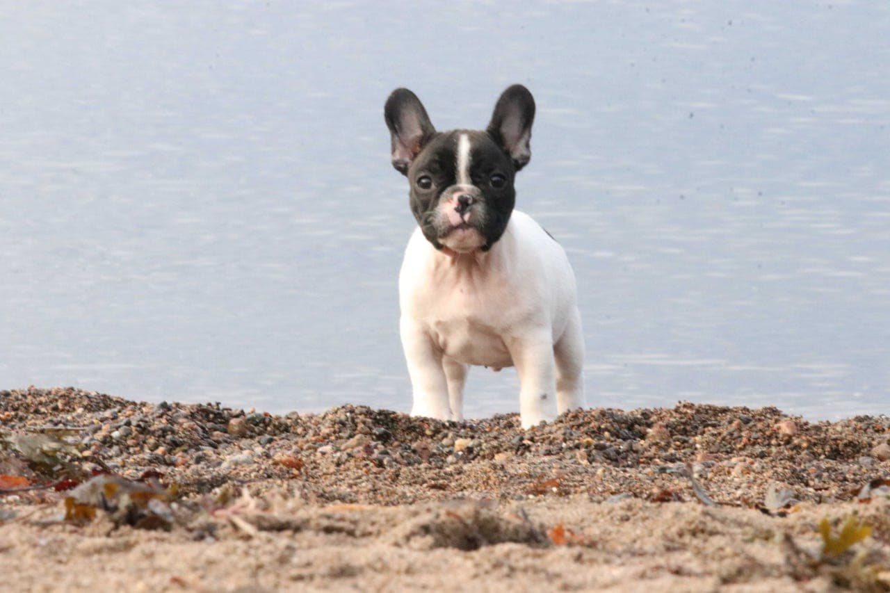 Fransk Bulldog hannvalper