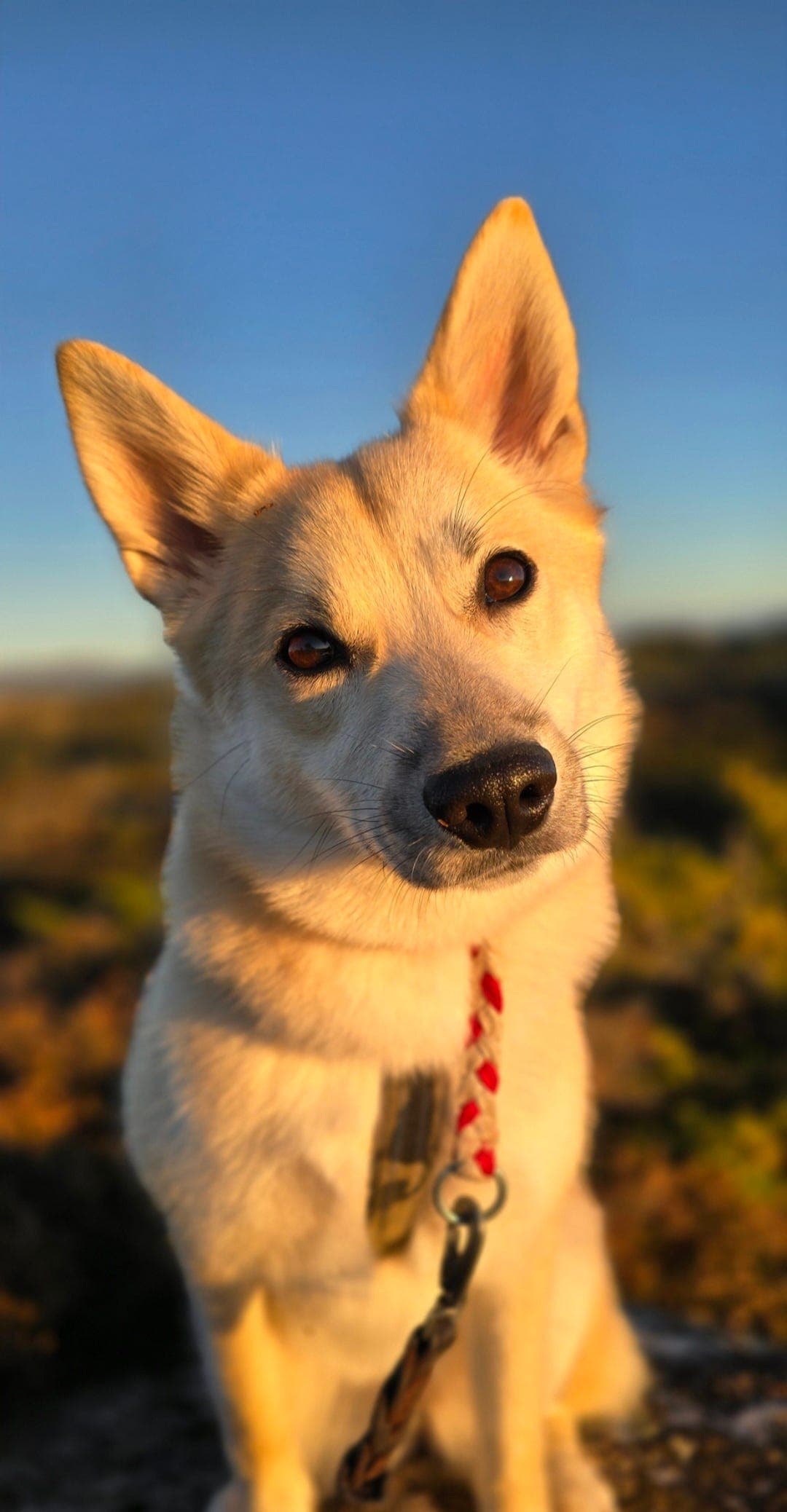Norsk Buhund tispe 8 mnd, vurderes solgt.