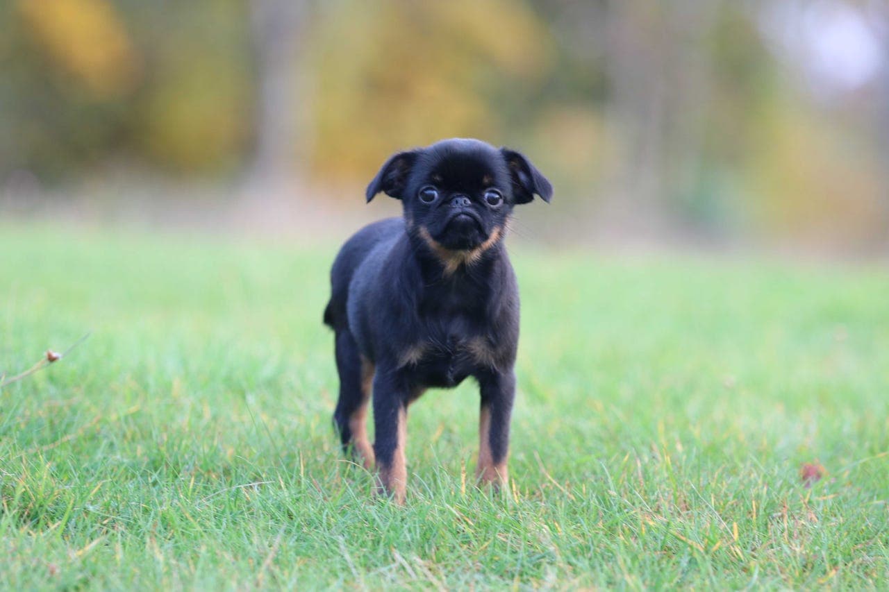 Black & Tan Petit Brabancon tispevalp