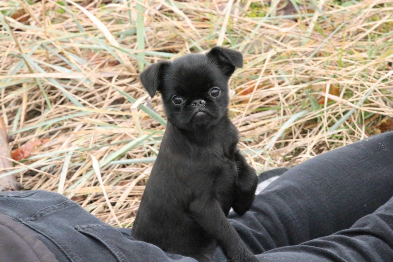 Petit Brabancon tispevalp