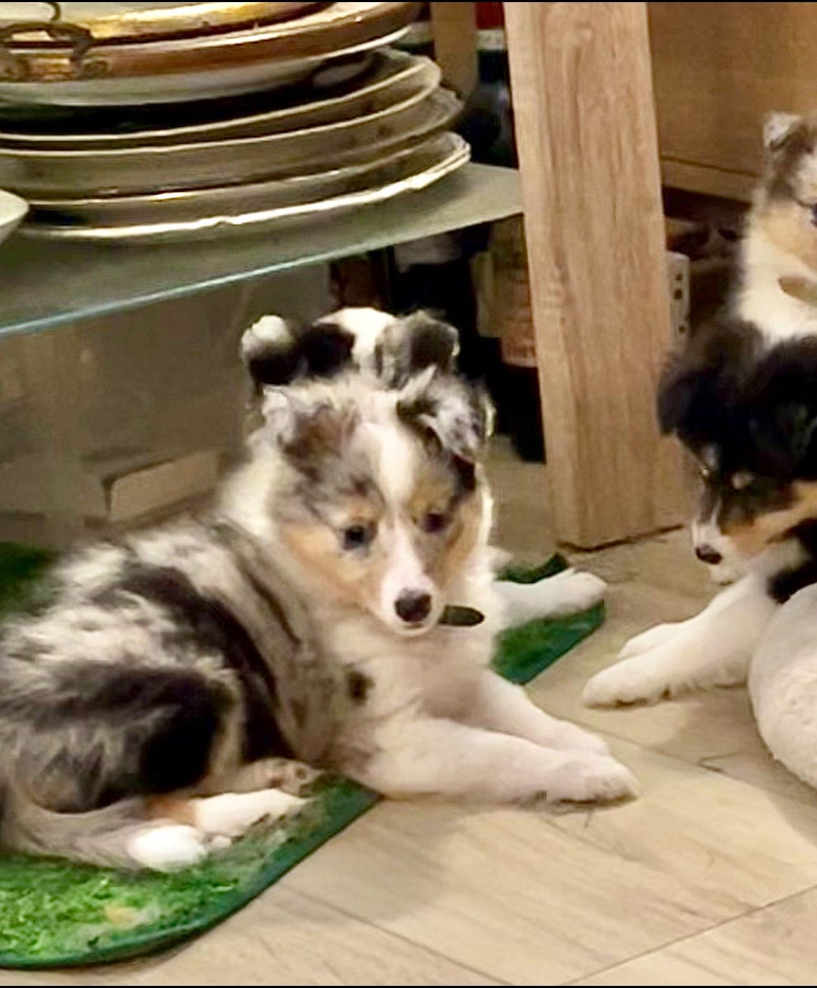 Hund valper Shetland Sheepdog hanner søker gode hjem.