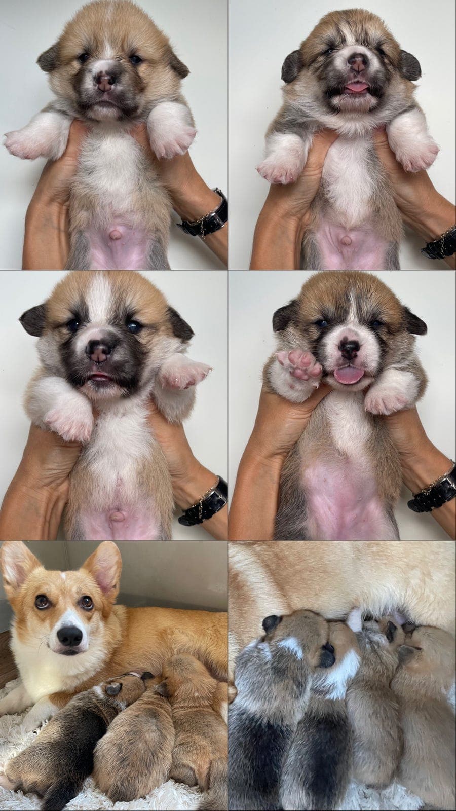 Welsh corgi NKK