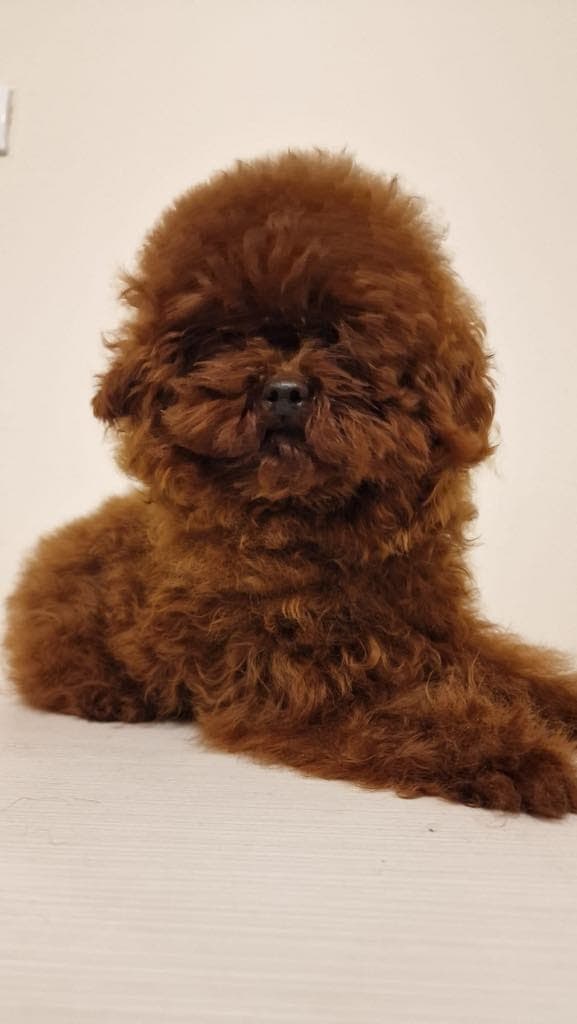 Toy/Tea cup  til salg