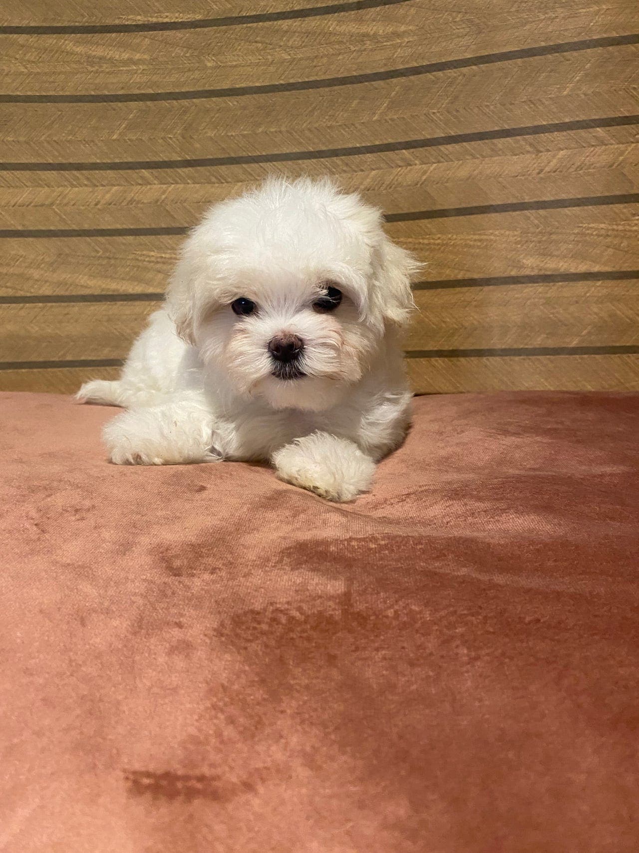 Malteser gutt leveringsklar