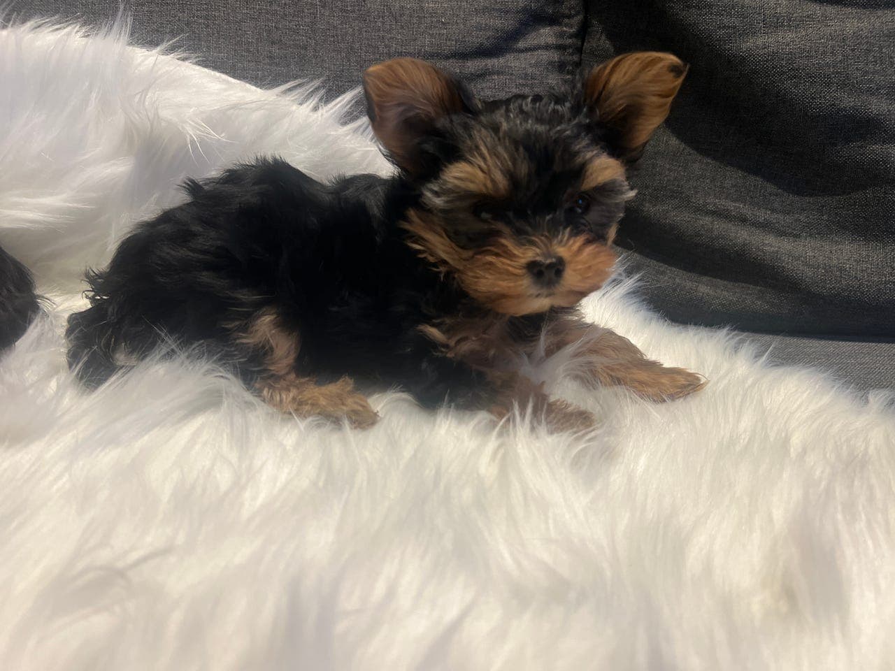 Yorkshire Terrier tisper – klare for nye hjem 🐾