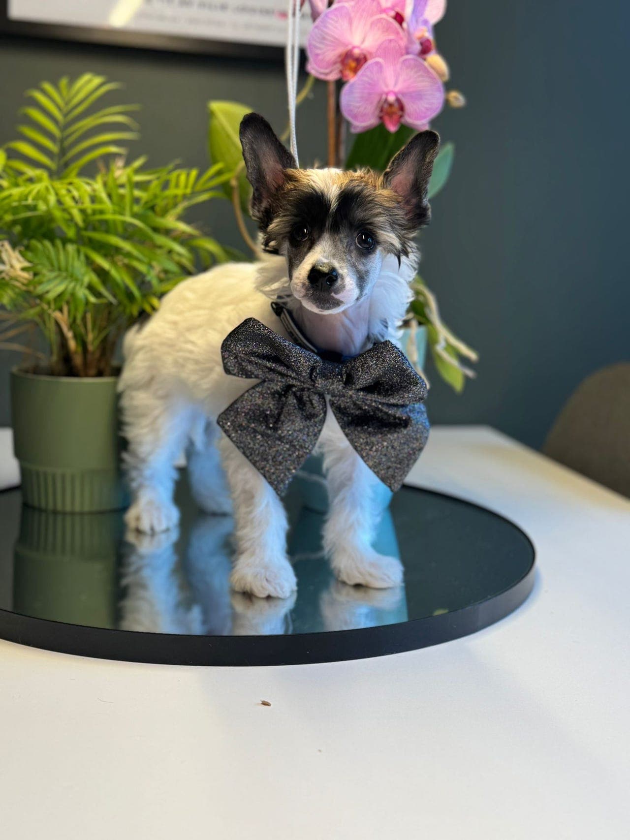 Søt liten powderpuff valp