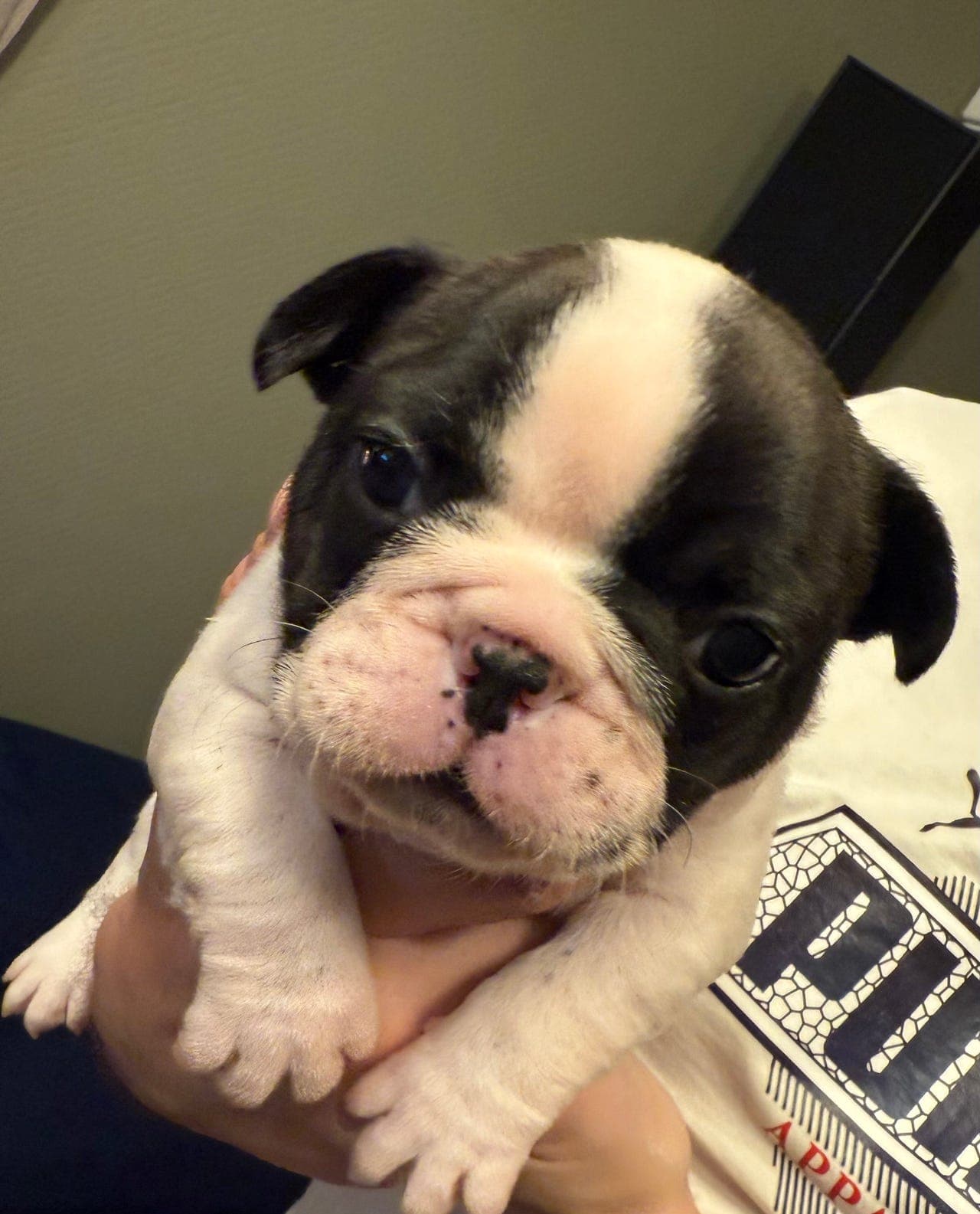 Nydelig svart og hvit fransk bulldogvalp – hann tilgjengelig