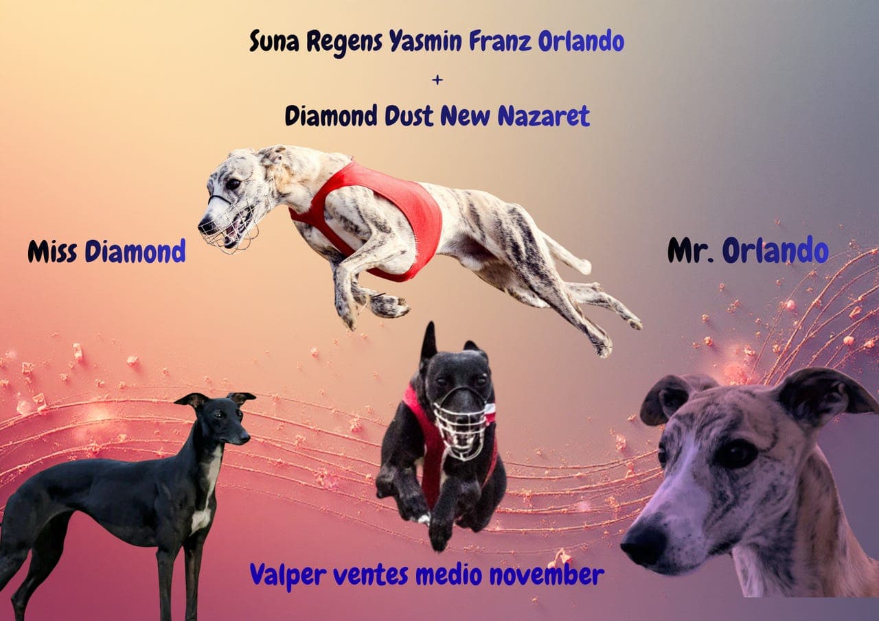 Whippetvalper ventes i medio November!!!