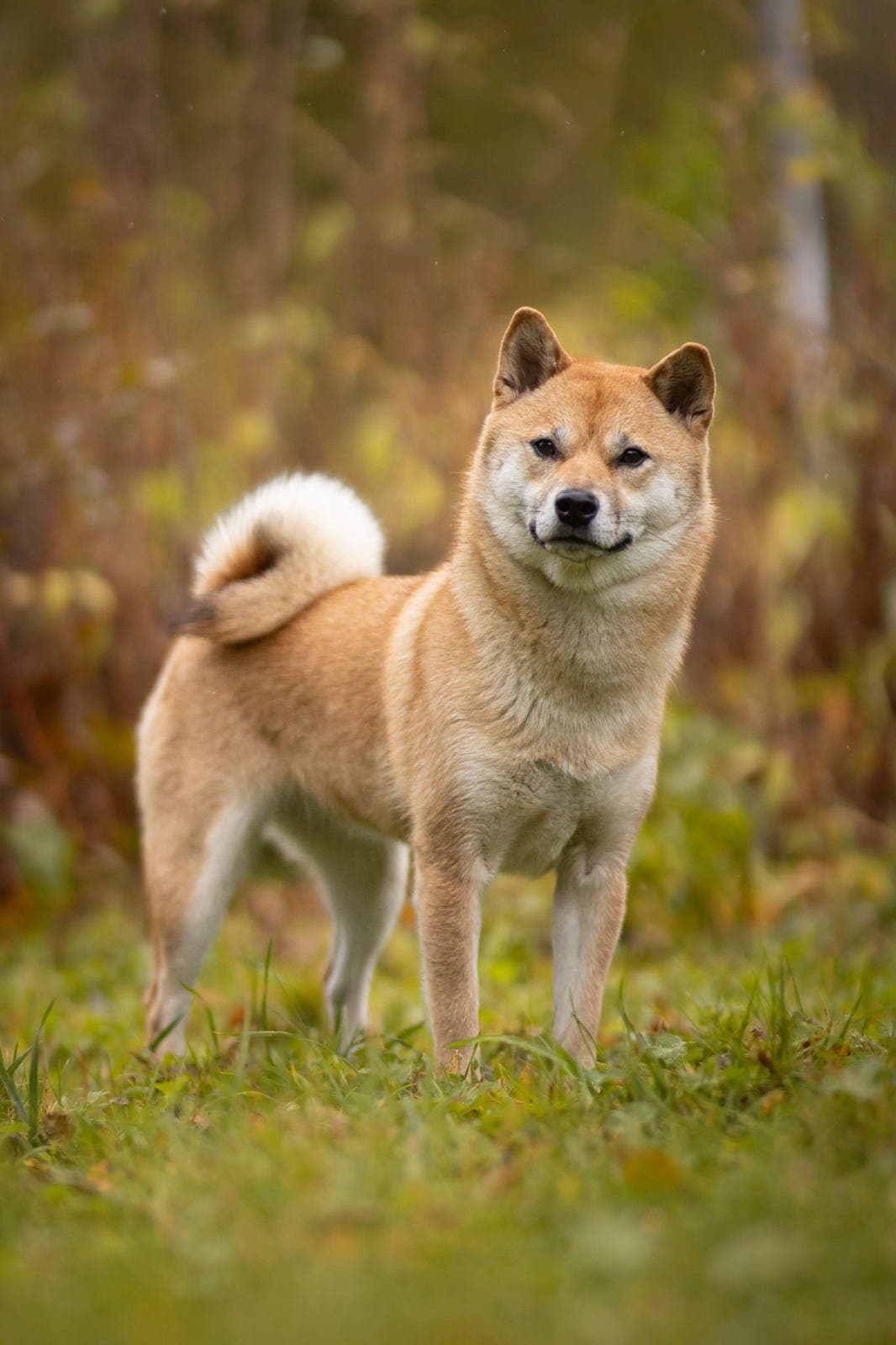 Valpekull planlegges i 2026