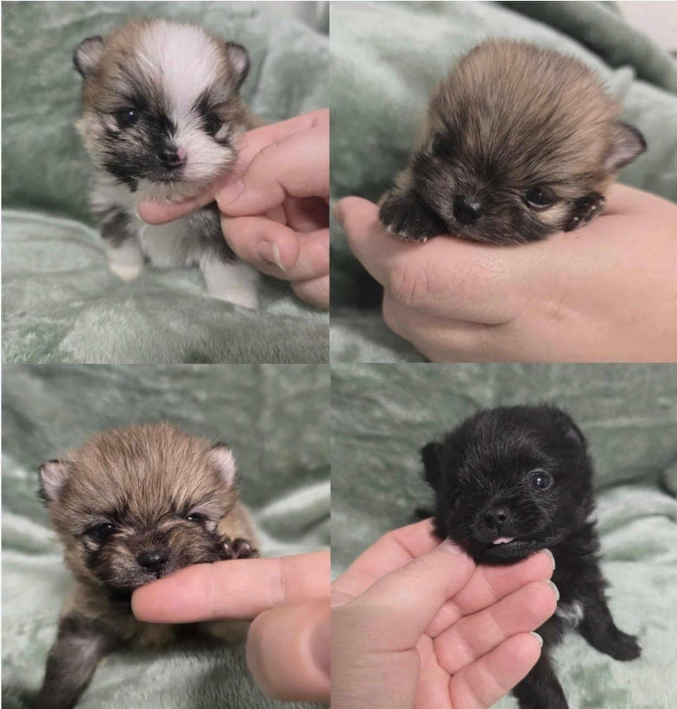 Nkk registrerte Pomeranian valper til salgs