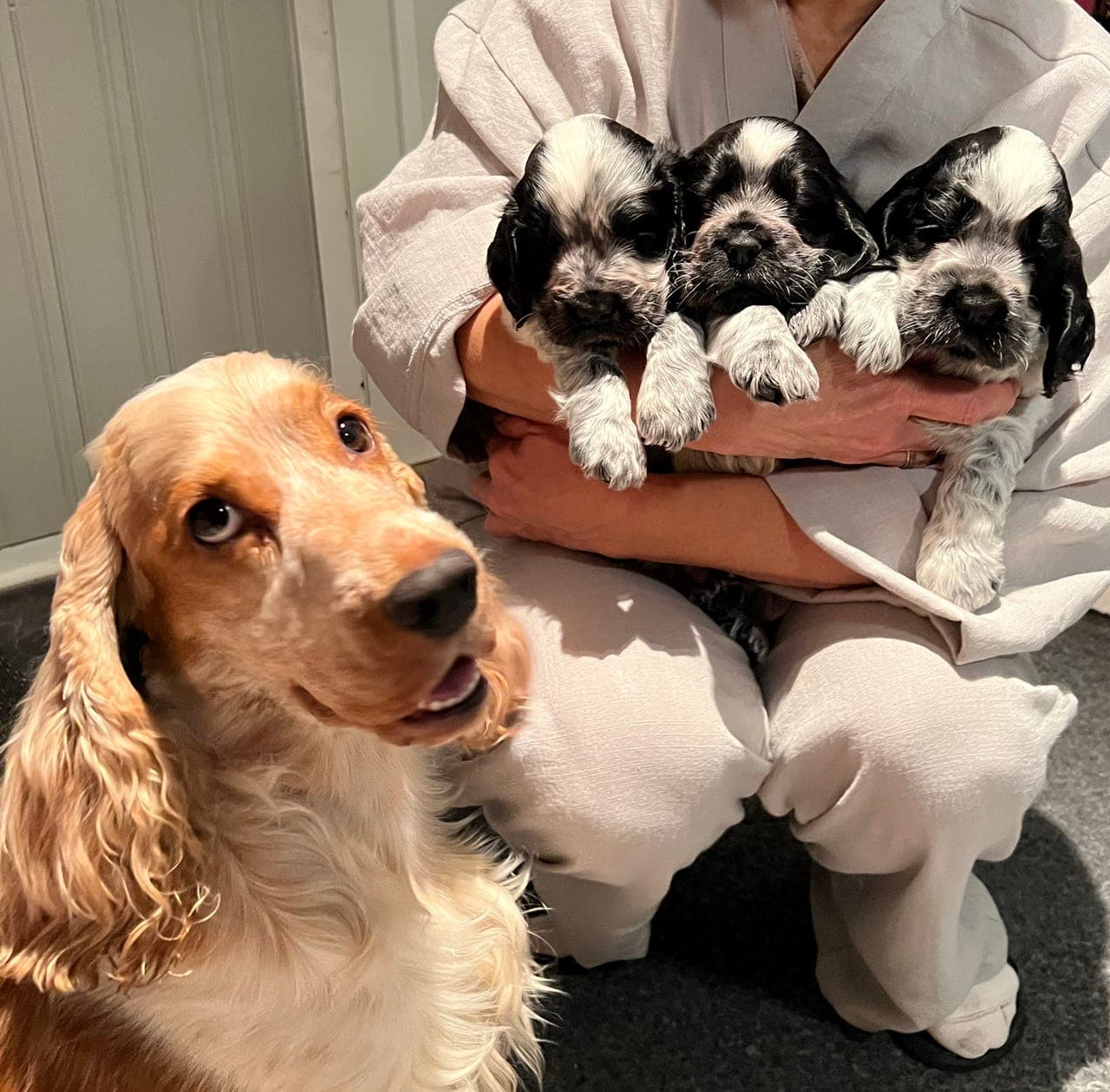 Engelsk Cocker Spaniel-kvalitetsvalper til salgs!