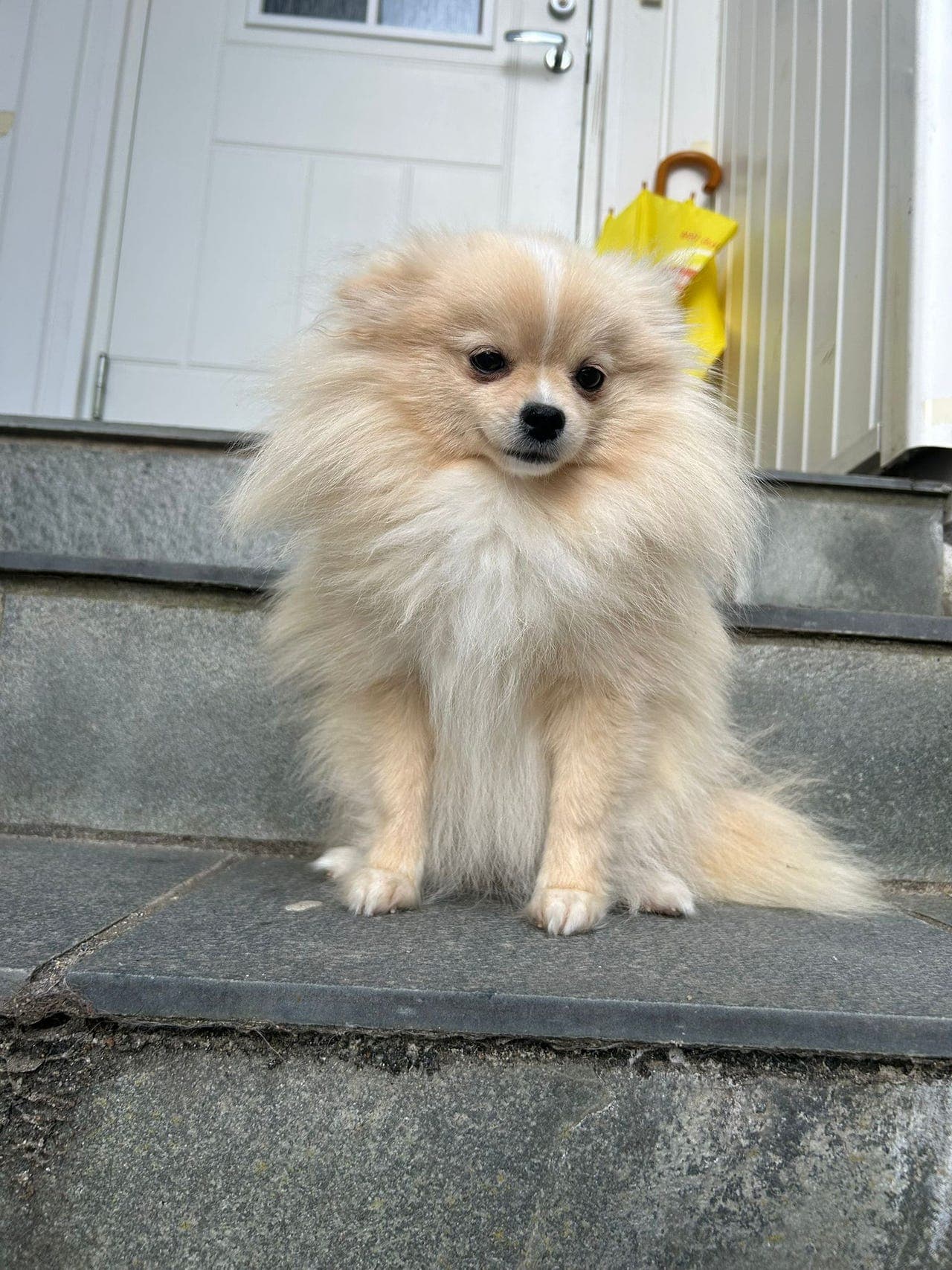 Pomeranian tispe 1 år