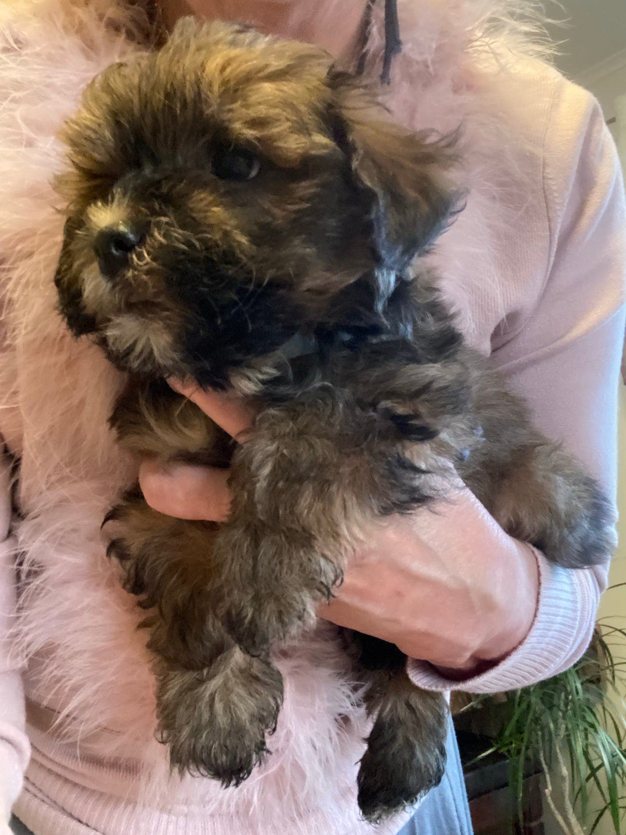 Nydelig NKK registrert Bichon Havanais valp.