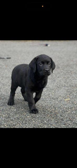 Svarte labradorvalper til salgs