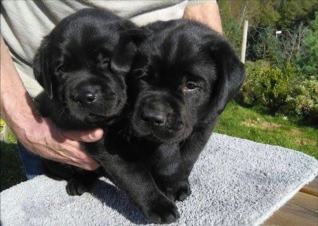Svarte labradorvalper etter høyt premierte foreldre