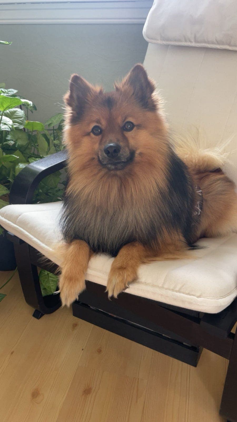 Mittelspitz selges til rett hjem