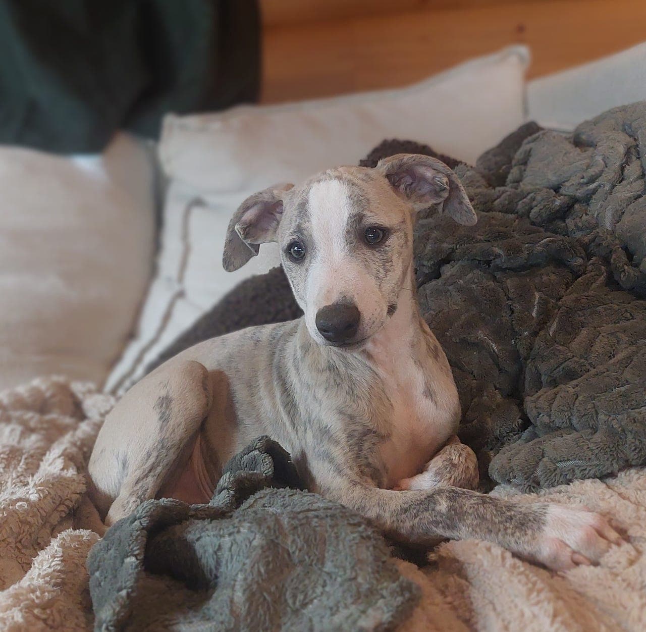 Blå brindle whippet hann