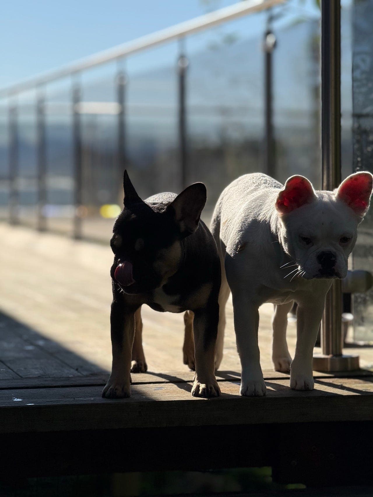 🐶 Nydelige Fransk Bulldog-valper til salgs! 🐶