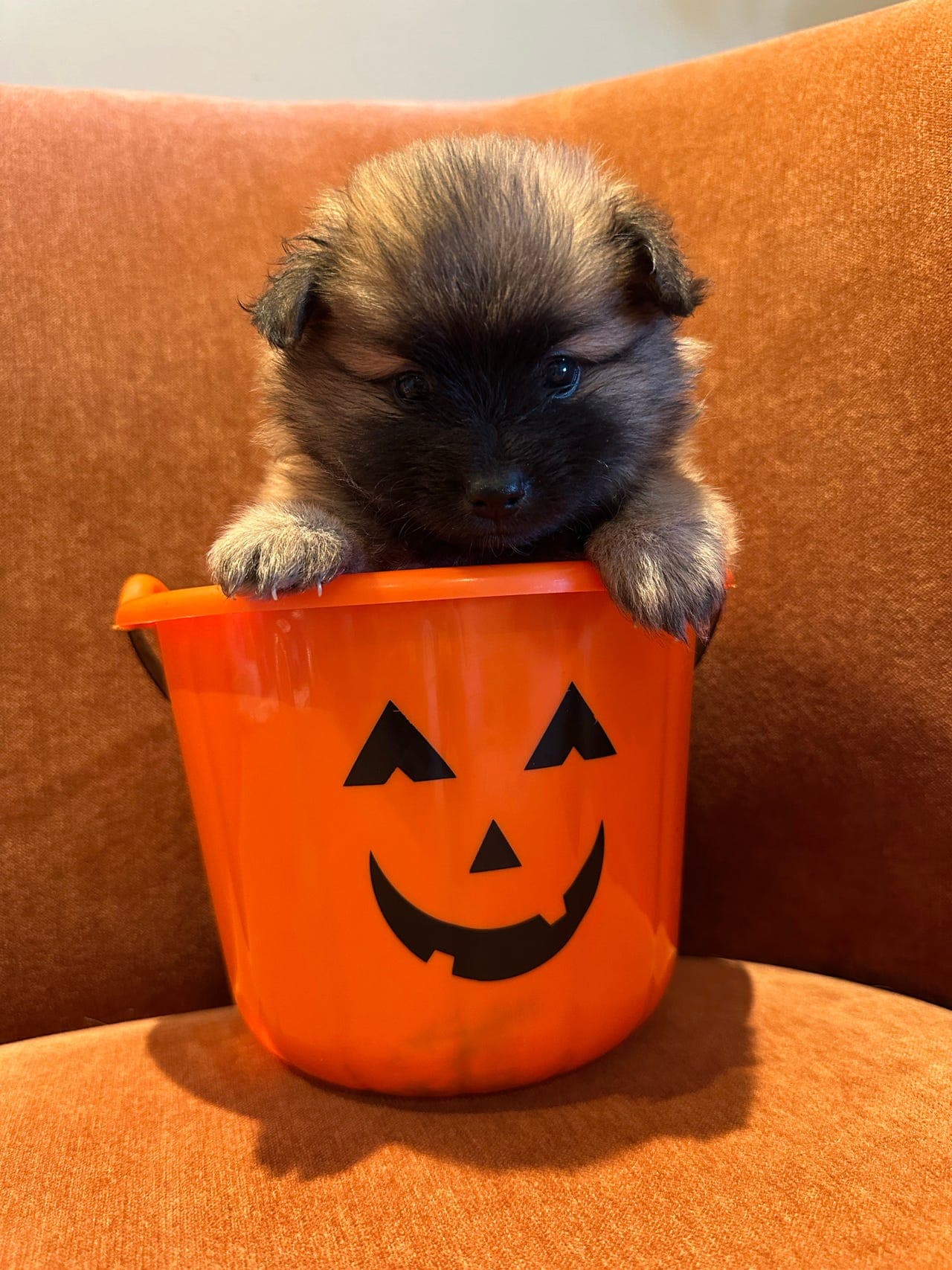 Pomeranian 1 reservert 2 igjen