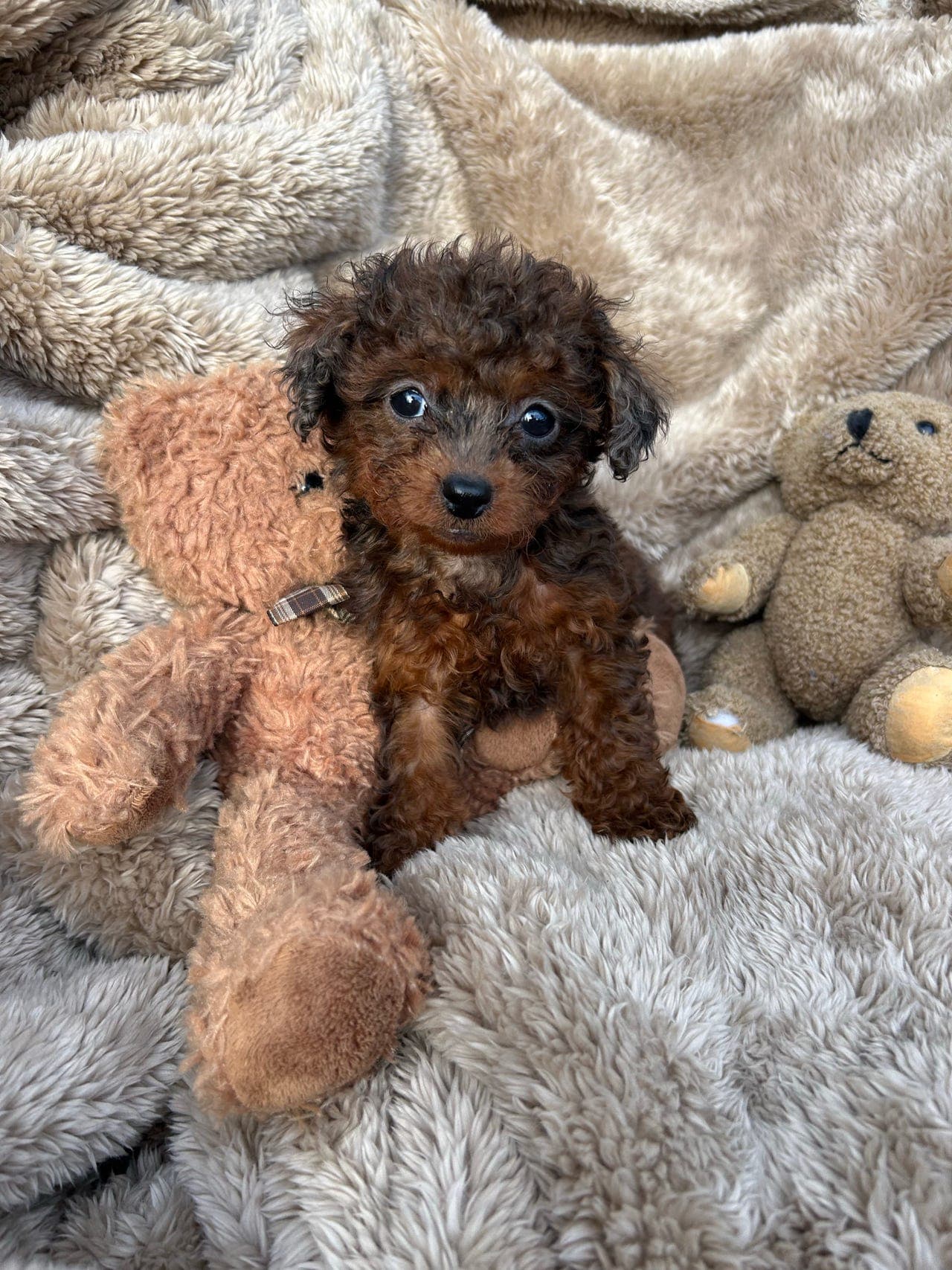 (Mini)Toy puddel valper