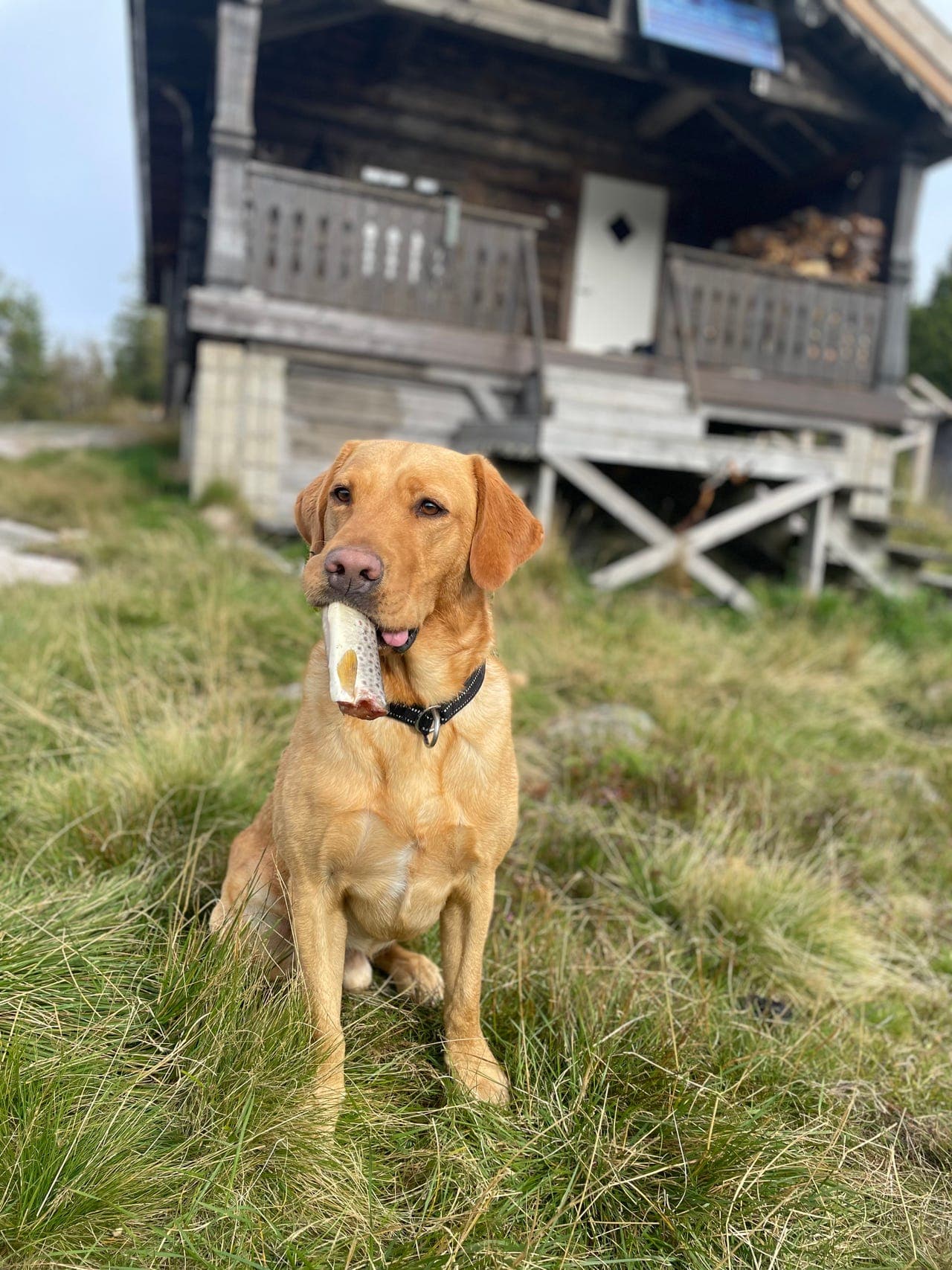 Jaktlabrador hannhund vurderes omplassert – dersom riktig hjem dukker opp.