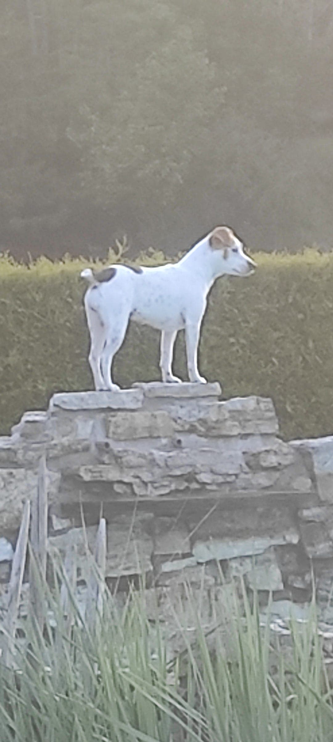 Dansk svensk gårdshund valper selges