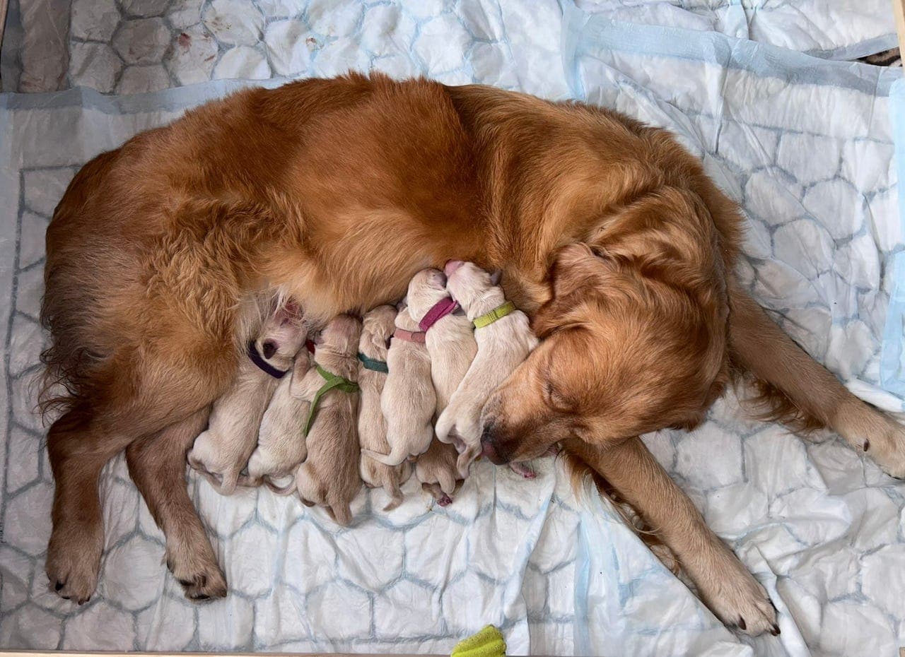 Golden Retriever Valper til salgs – 3 hanner og 5 tisper