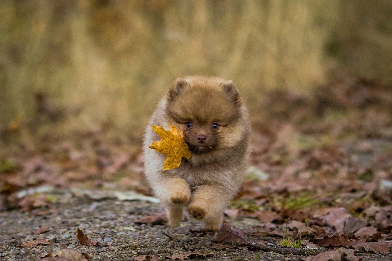 Leveringsklare kleinspitzvalper