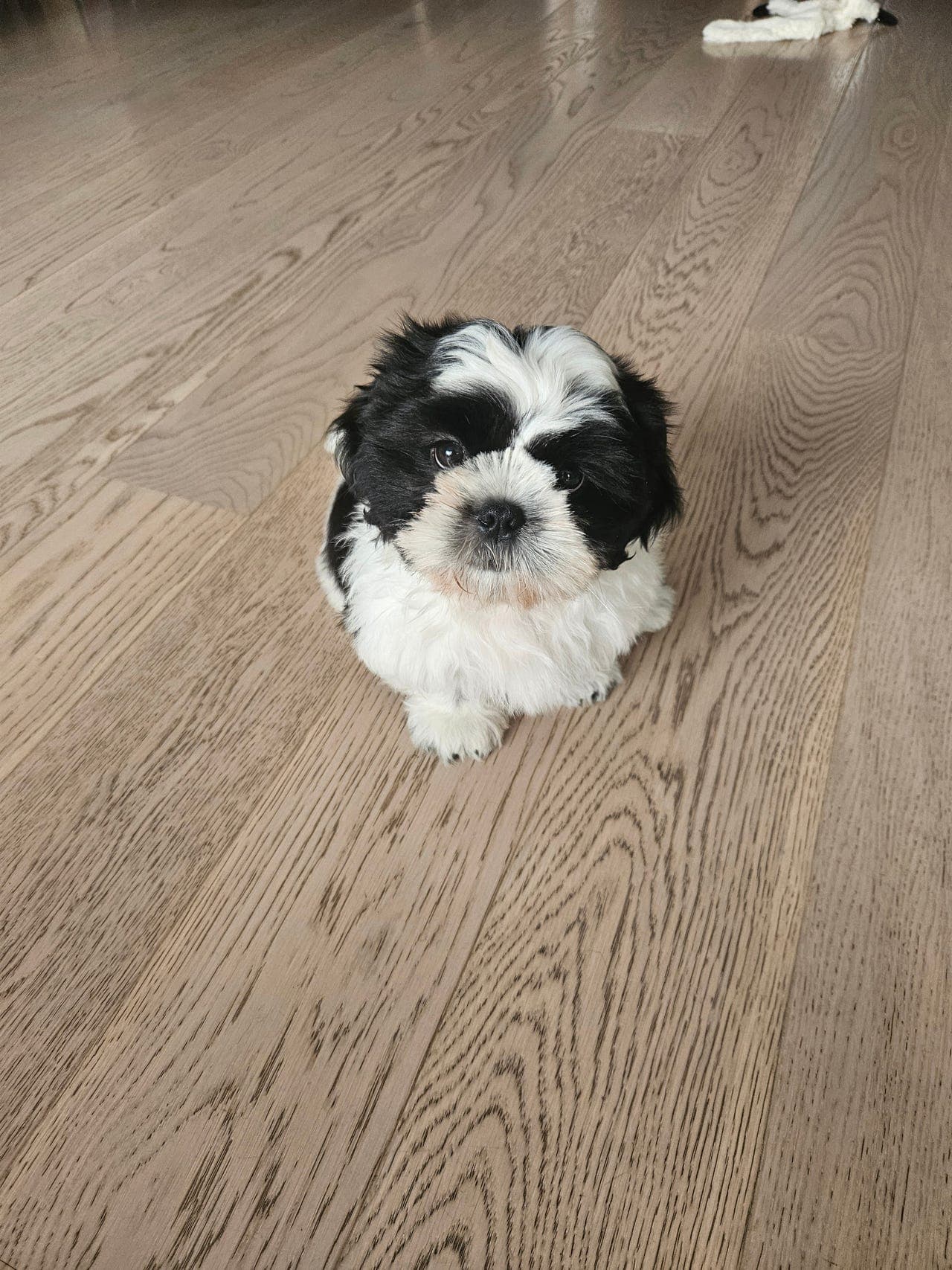 Nydelig Shih Tzu gutt