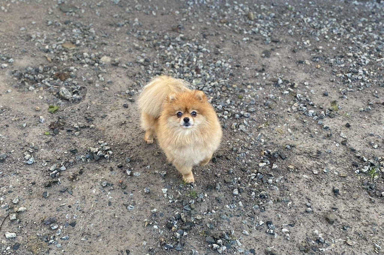 Snill pomeranian han selges