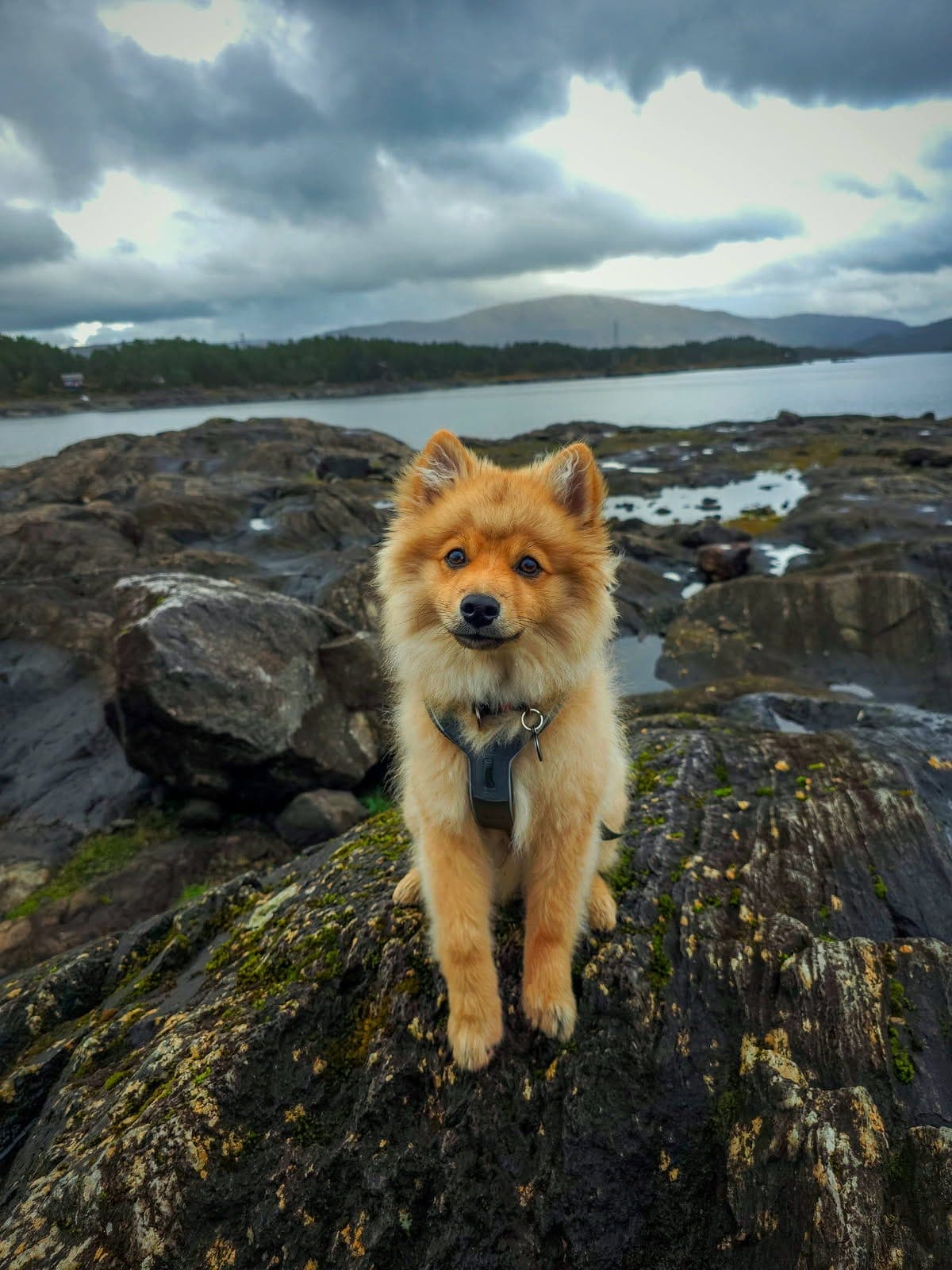 Omplassering av valp