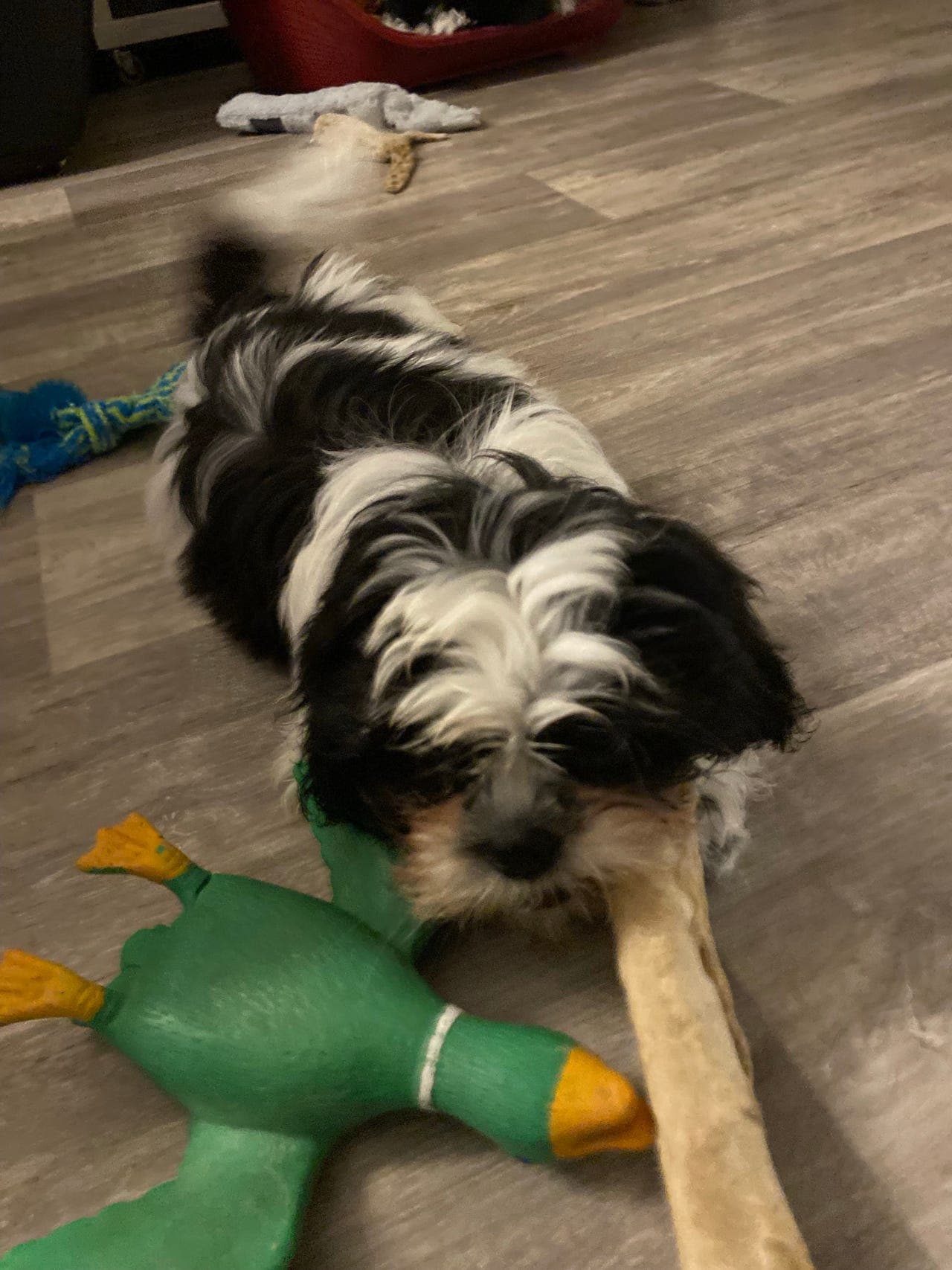 Nkk regestrerte Shih Tzu valper