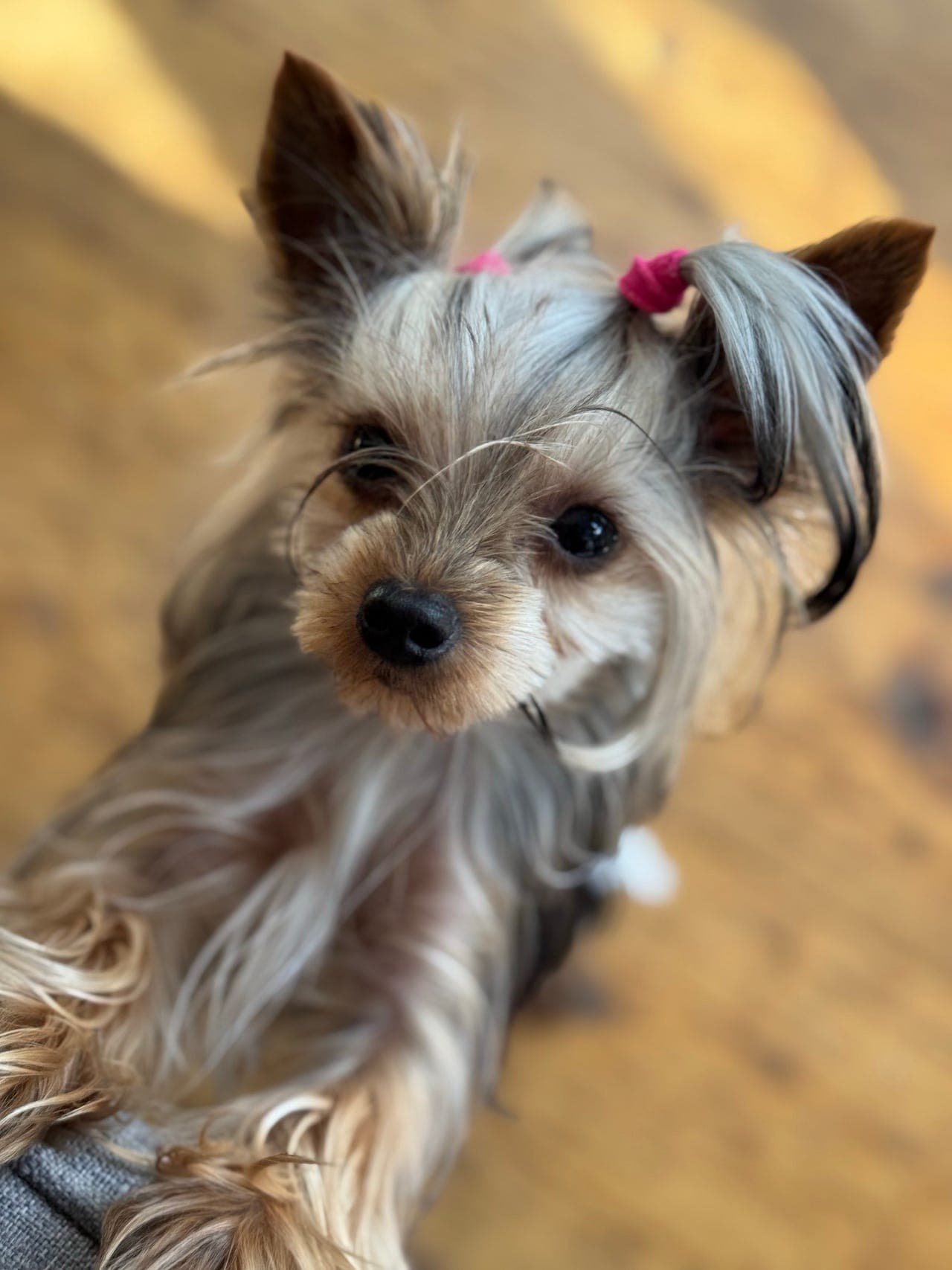 Nydelig Yorkshire Terrier !!