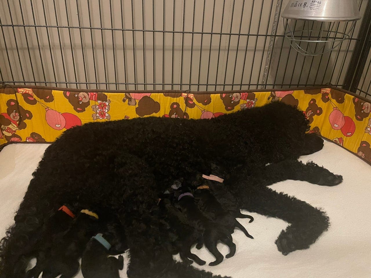 Storpuddel/Kongepuddel