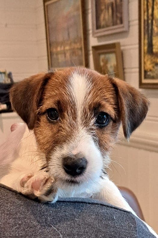 Jack Russell terrier NKK registrert