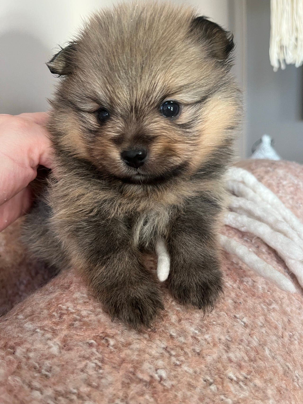 Vakre skatter søker nye hjem😍