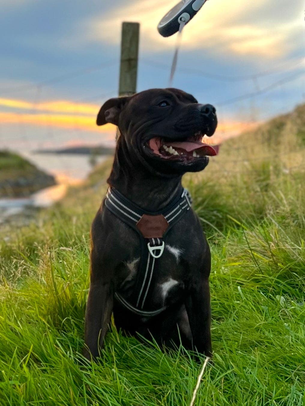 Staffordshire Bull Terrier vurderes omplassert