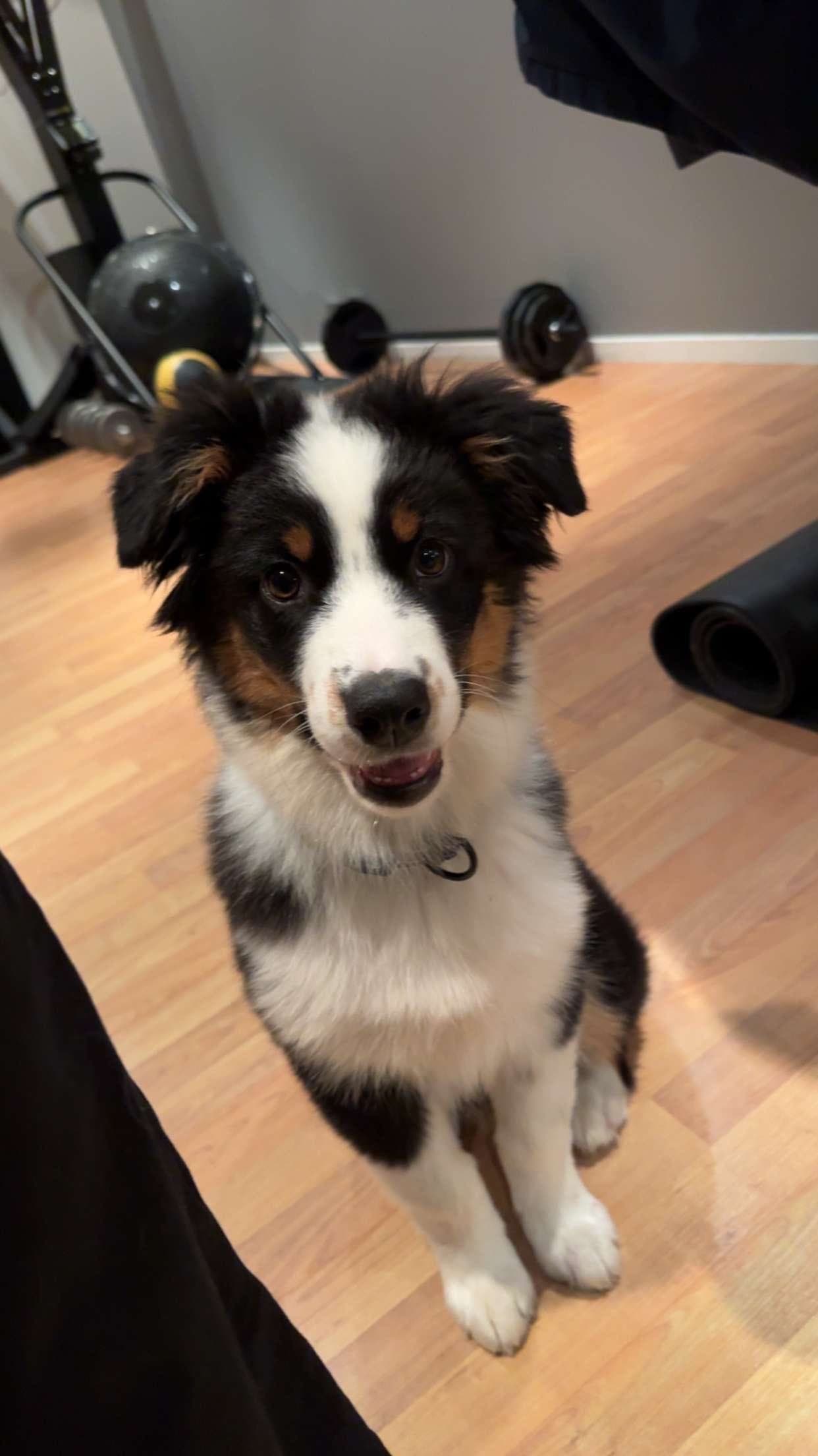 Australian Shepherd hannvalp