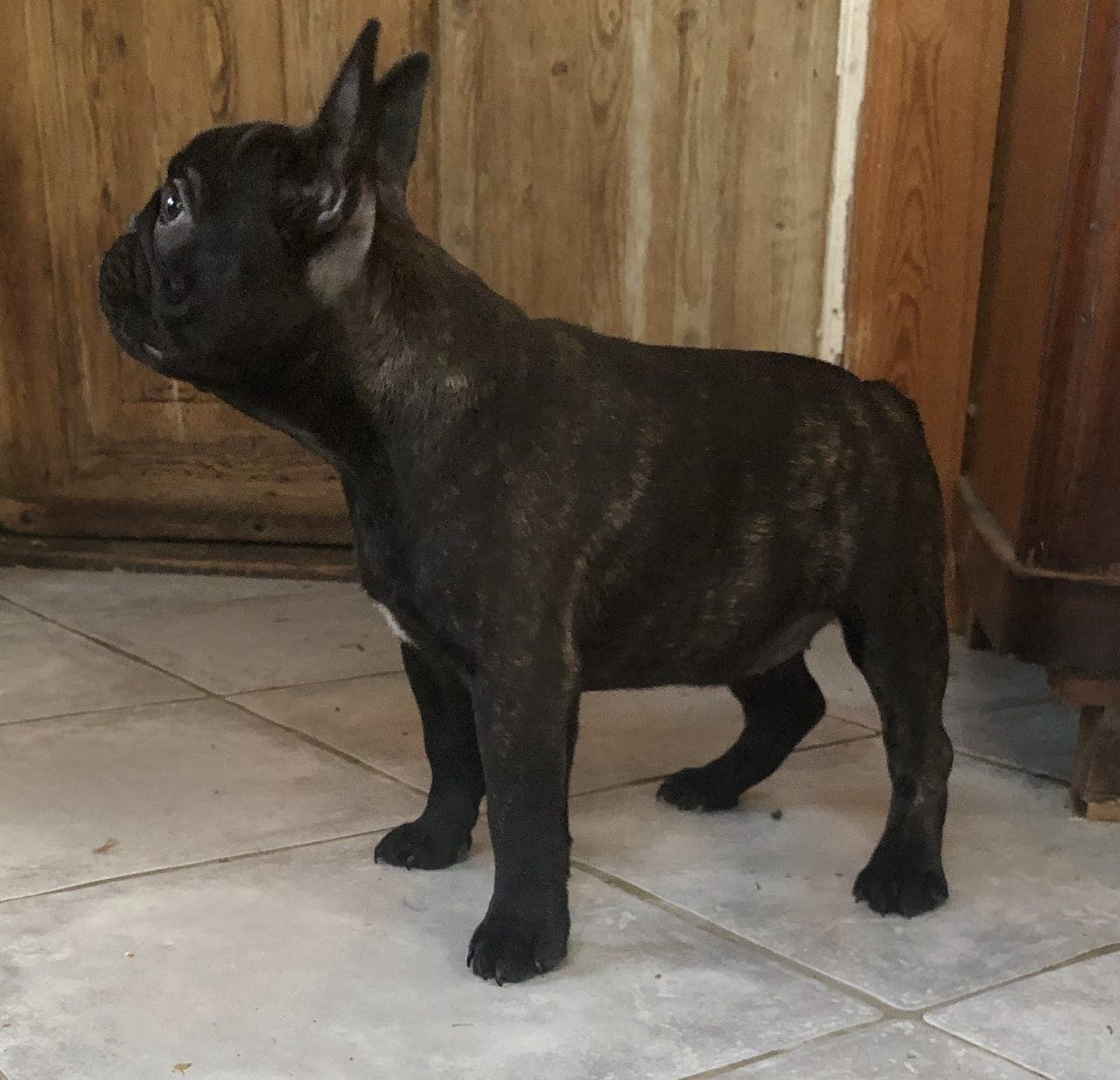 Fransk Bulldog tispevalp