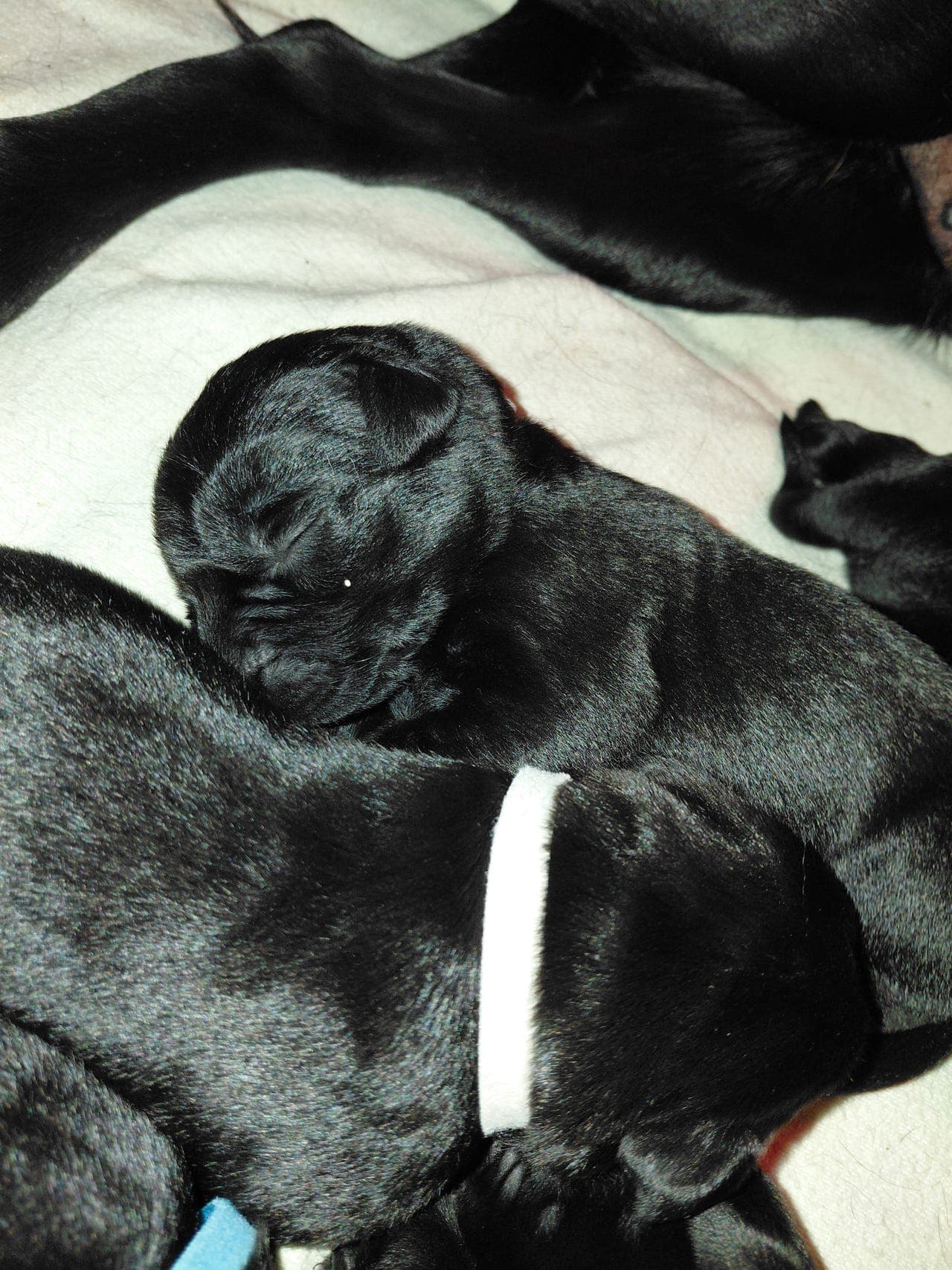 Jakt-labrador valper