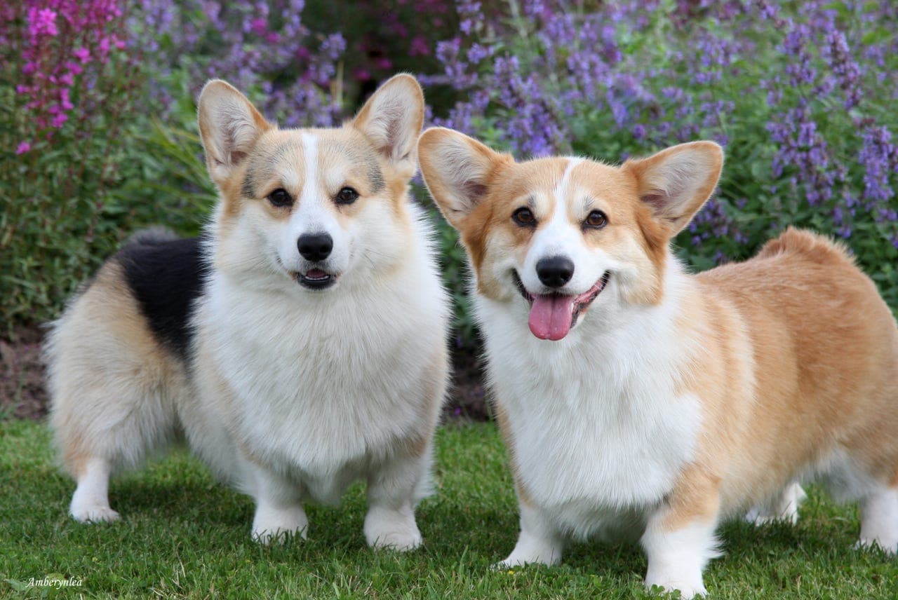 Welsh Corgi Pembroke-valper til salgs