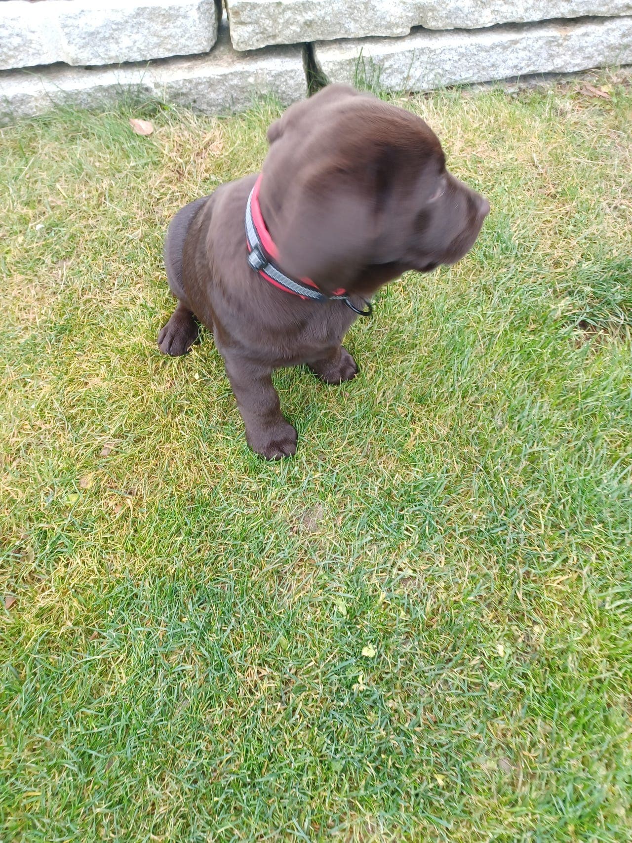 Labrador hvalp tispe tilsalgs