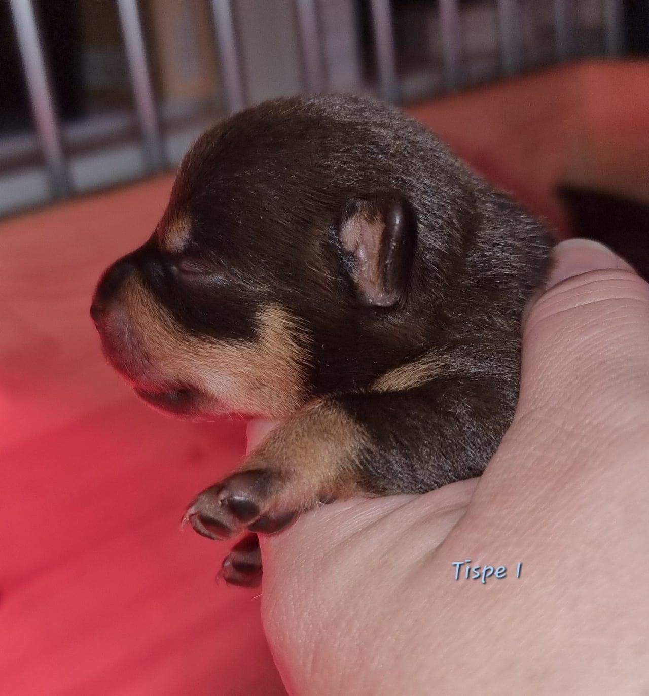 Lancashire Heeler valper