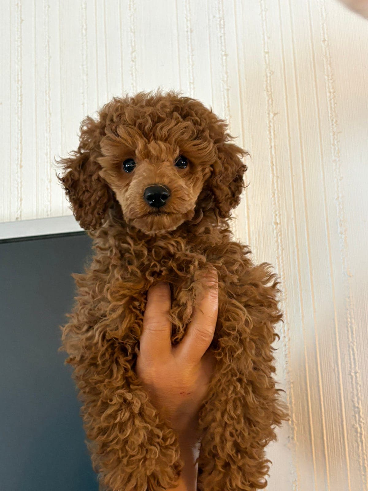 🐶 Vakker dvergpuddel gutt 10 uker 🐶