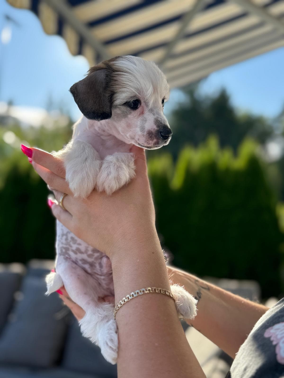 Chinese crested valper og unghunder