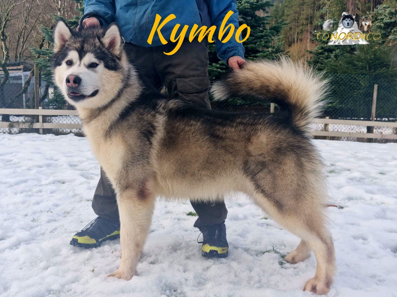 Alaskan Malamuten hannhund 3 år