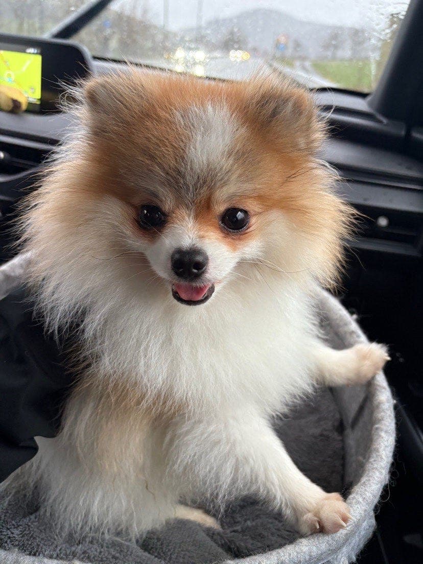 Lille Armani søker sitt for alltid - hjem🏡❤️