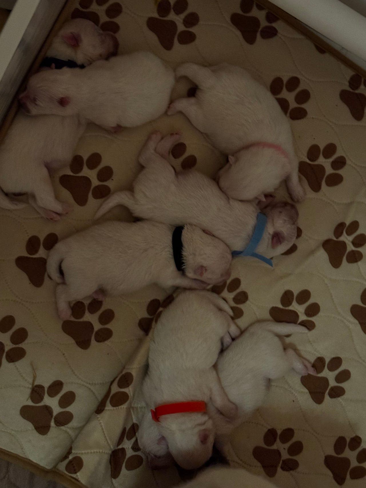 Japansk Spisshundvalper tilsalgs.